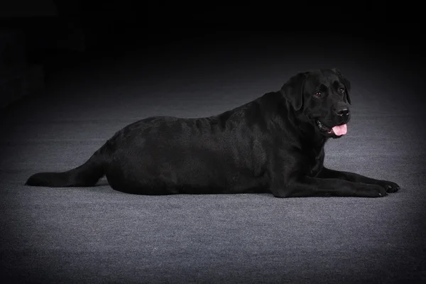 Hermoso perro de montaña bernés corre — Foto de Stock