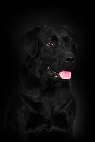 Hermoso perro de montaña bernés corre — Foto de Stock