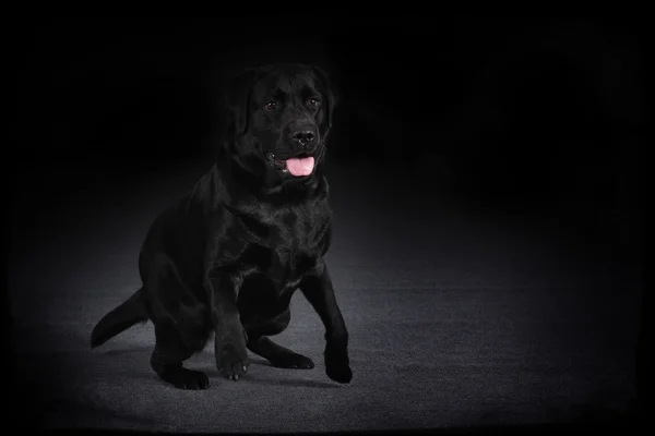 Bonito Bernese montanha cão corre — Fotografia de Stock