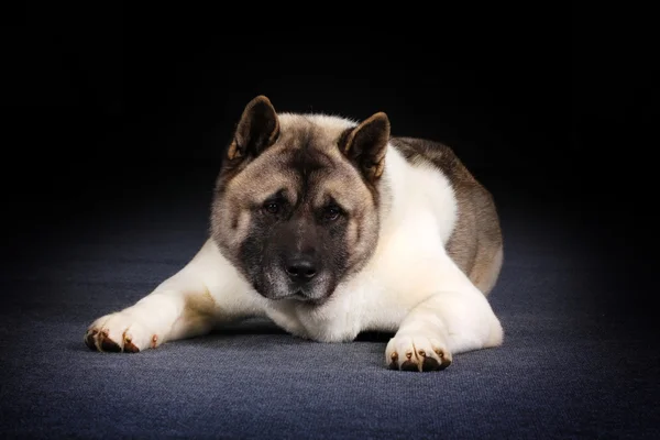 Hermoso perro de montaña bernés corre — Foto de Stock