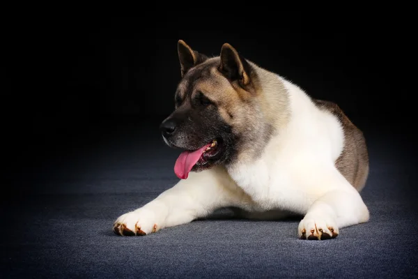 Красивая бернская горная собака — стоковое фото
