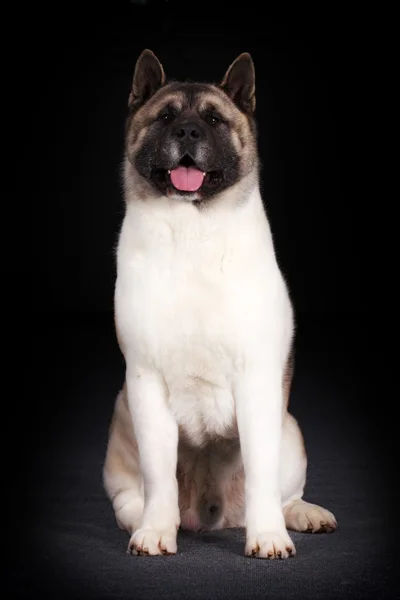 Hermoso perro de montaña bernés corre — Foto de Stock