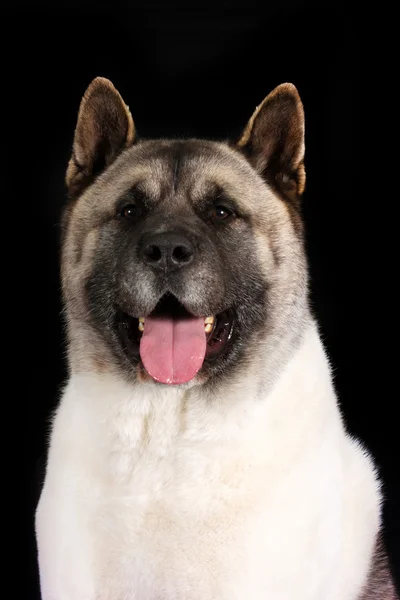 Красивая бернская горная собака — стоковое фото