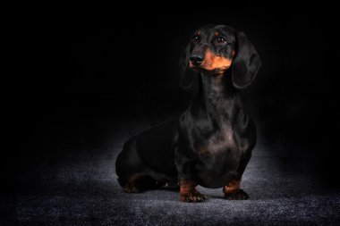 Alman saçlı Dachshund Köpek