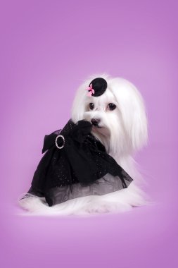 sevimli köpek Malta siyah göz alıcı kıyafeti