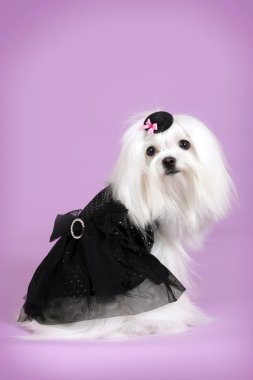 sevimli köpek Malta siyah göz alıcı kıyafeti