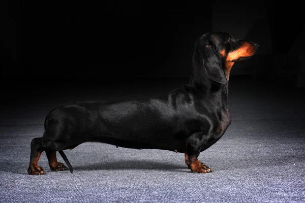 Perro alemán Dachshund es mostrar la posición — Foto de Stock