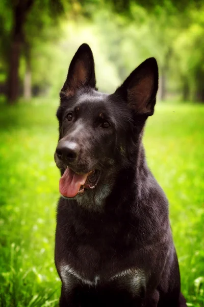 A fekete kutya Németjuhász portréja — Stock Fotó