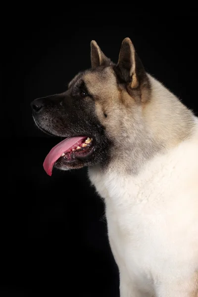 犬の品種秋田犬 — ストック写真