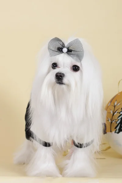 Schattige hond Maltese in glamoureuze outfit — Stockfoto