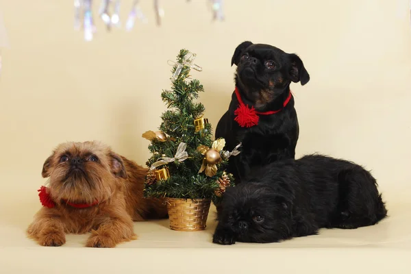 Griffon Brükselli Noel ağacın köpekler — Stok fotoğraf