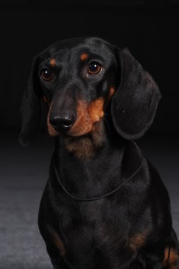 Alman düz saçlı Dachshund