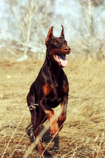 Hnědý pes Dobrman běží — Stock fotografie