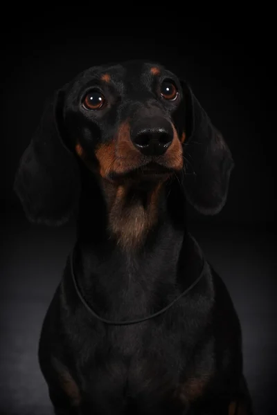 Dachshund de cabelos lisos alemão — Fotografia de Stock