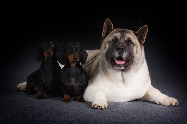 Grupo de três cães — Fotografia de Stock
