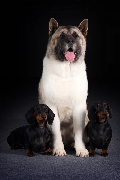 Group of three dogs — Stock Photo, Image