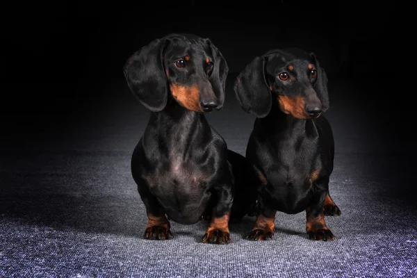 Dos perros dachshunds alemanes de pelo — Foto de Stock
