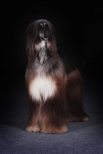 Vacker hund, afghanskt — Stockfoto