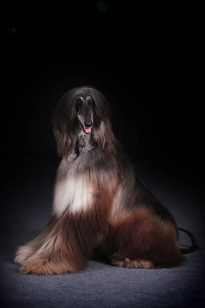 犬の美しいアフガン ・ ハウンド — ストック写真