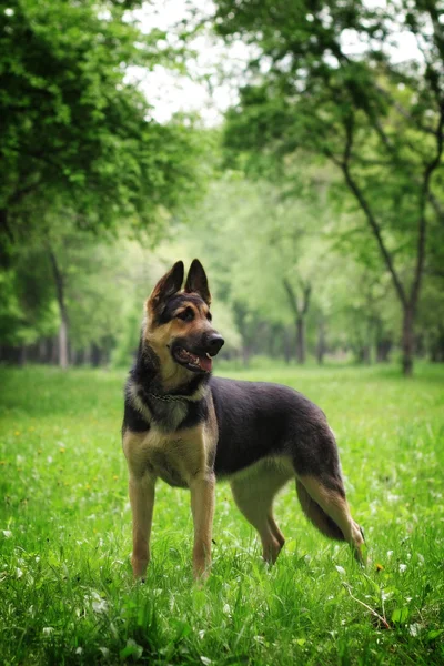 Cão pastor alemão — Fotografia de Stock