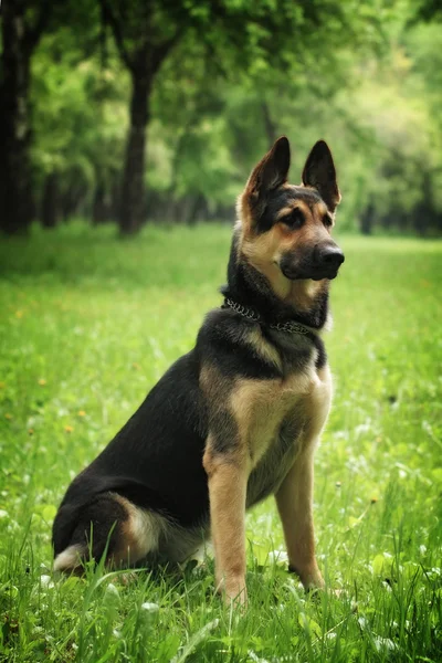 Cão pastor alemão — Fotografia de Stock