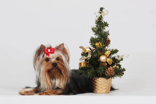 Dekoratif köpek Yorkshire korkunç, Noel — Stok fotoğraf