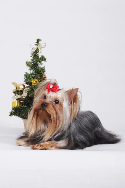 Decorative dog Yorkshire Terrier, Christmas — Stock Photo, Image