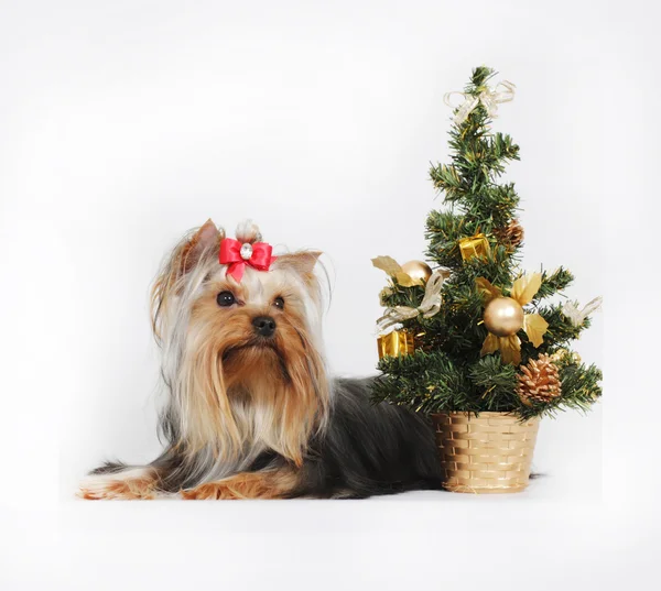 Decorative dog Yorkshire Terrier, Christmas — Stock Photo, Image