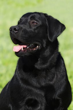 mutlu siyah köpek Labrador geri almak