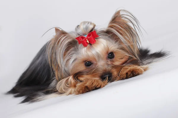 Üzgün sevimli köpek Yorkshire korkunç — Stok fotoğraf