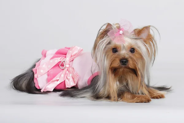 Dekoratif köpek Yorkshire korkunç