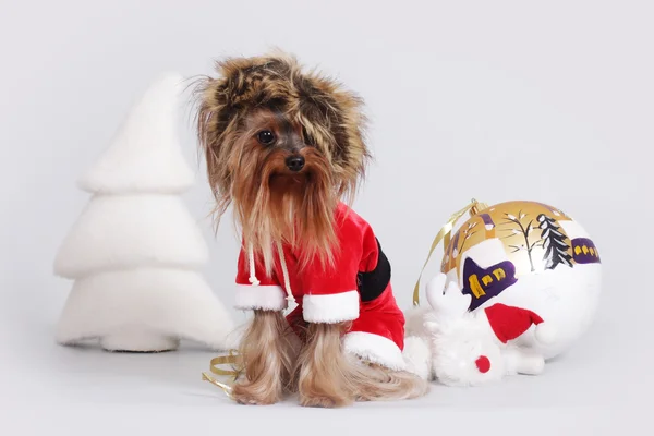 Yorkshire Terrier Noel Baba gibi giyinmiş — Stok fotoğraf