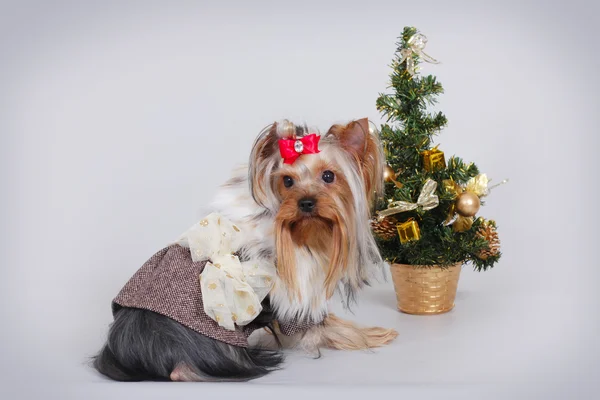 クリスマス ツリーの横に犬のヨークシャー テリア — ストック写真