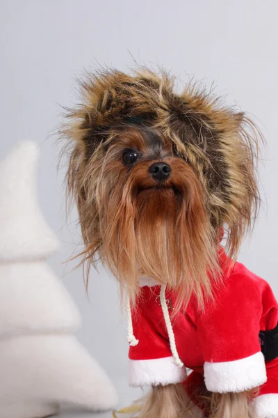 Noel Baba oturur gibi giyinmiş köpek Yorkshire korkunç — Stok fotoğraf