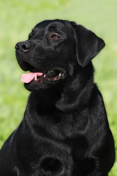Happy svart hund Labrador Retriever — Stockfoto