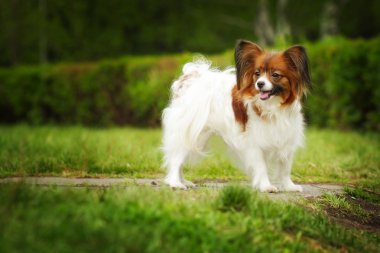 güzel köpek doğurmak Papillon 