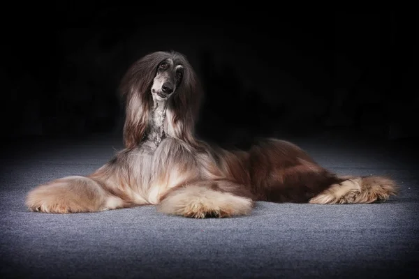 Beautiful Afghan dog begging for food — Stock Photo, Image