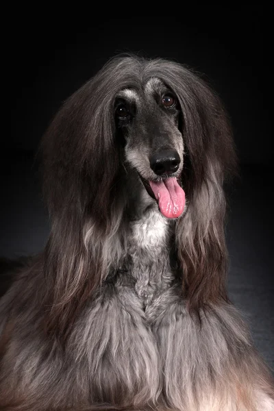 Hermoso perro afgano sobre fondo oscuro — Foto de Stock