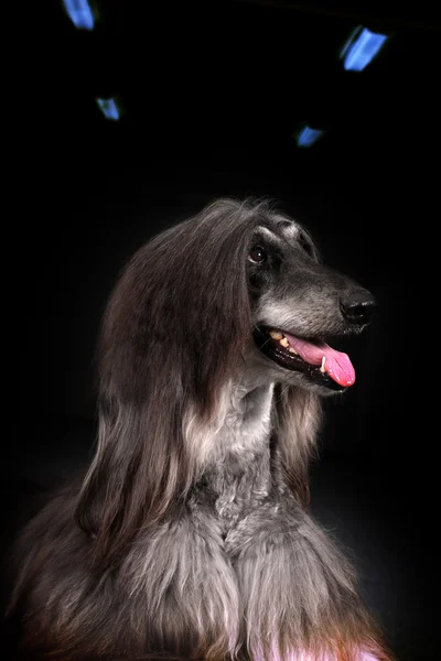 暗い背景に美しいアフガン犬 — ストック写真
