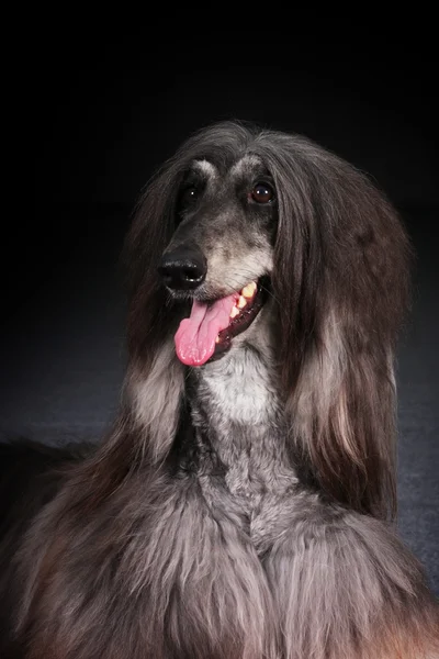 Vacker Afghan hund på mörk bakgrund — Stockfoto