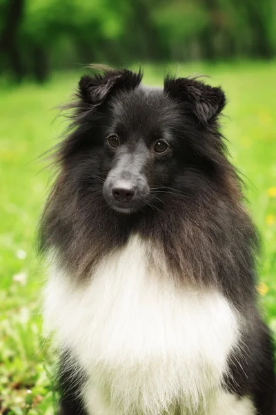 Sheltie hond zwart-wit — Stockfoto