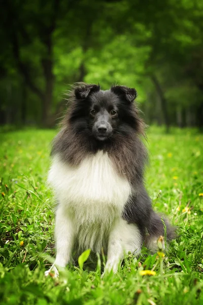 Sheltie hund svart och vitt — Stockfoto