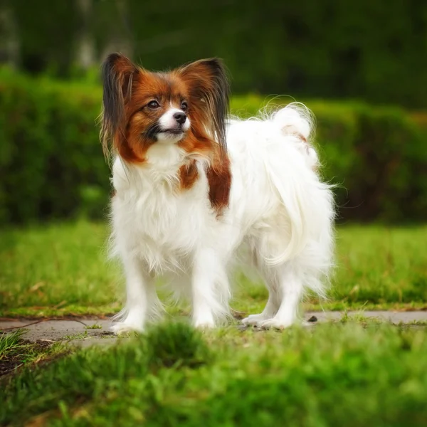 Raça cão bonito Papillon — Fotografia de Stock