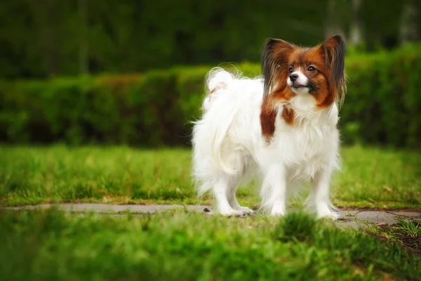 아름 다운 개 품종 빠삐용 — 스톡 사진
