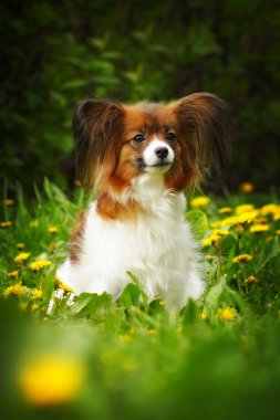 güzel köpek doğurmak Papillon 