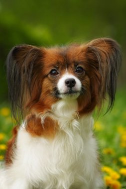 güzel köpek doğurmak Papillon