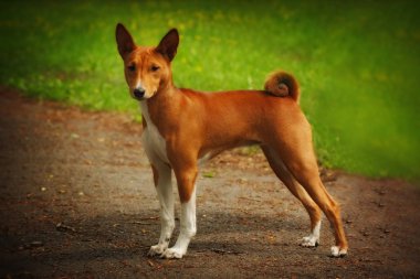 köpek gösteri durumda alçaklık