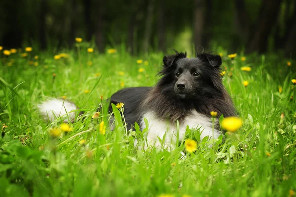 Beau chien Sheltie noir et blanc — Photo