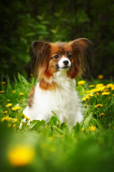 Belo cão de raça Papillon — Fotografia de Stock