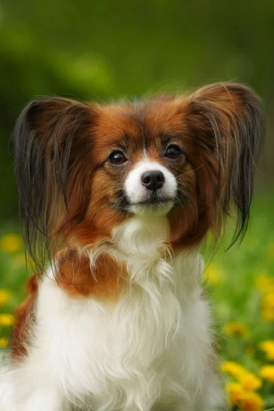 Belo cão de raça Papillon — Fotografia de Stock